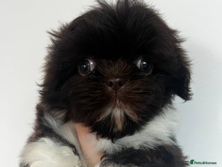 Shih Tzu dogs for sale - Advert 1