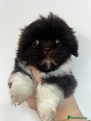 Shih Tzu dogs - Advert 1