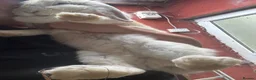 French Lop rabbits for sale: Beautiful litter of Giant French lops  - Advert 6