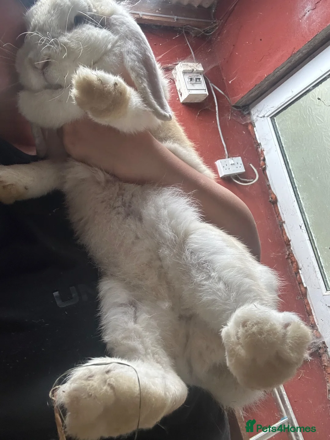 French Lop rabbits for sale: Beautiful litter of Giant French lops  - Advert 6