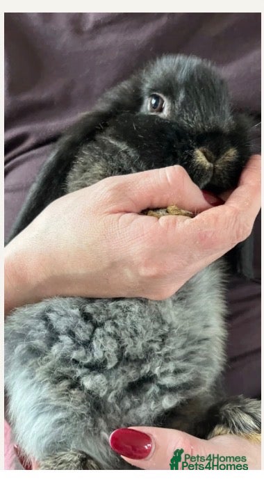 Mini Lop rabbits for sale: 🐰 Mini Lops Ready to Leave 🐰 - Advert 2