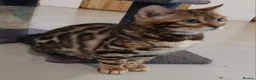 Bengal cats for sale: Beautiful Bengal Boy - Advert 8