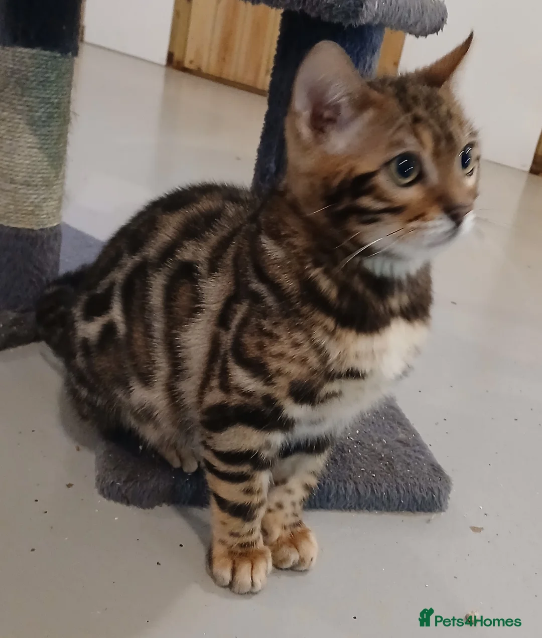 Bengal cats for sale: Beautiful Bengal Boy - Advert 8