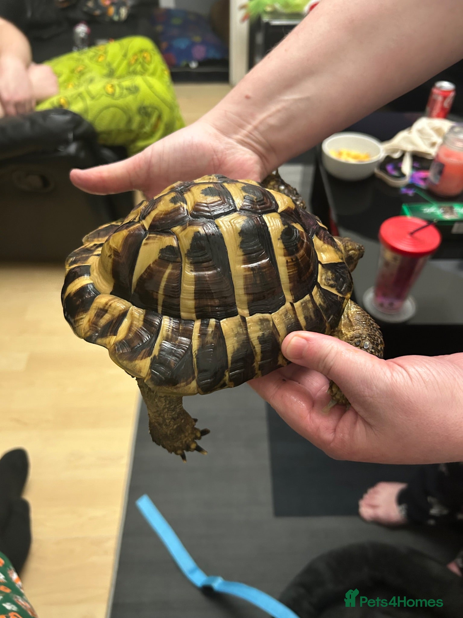 Hermann Tortoise reptiles 5 year old believe male hermanns tortoise - Advert 1