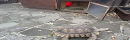 Tortoise reptiles for sale: Sulcata tortoise African  in Basildon - Advert 7