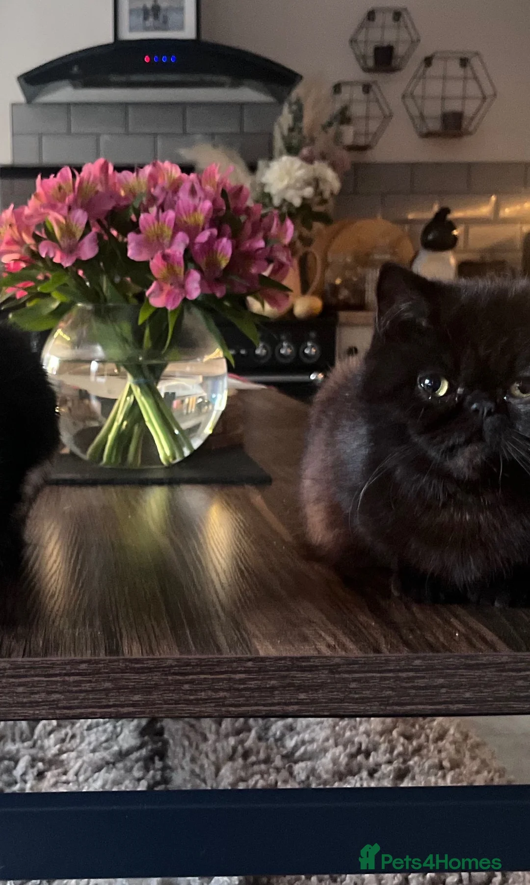 Exotic cats for sale: Exotic beautiful kitten  in Southampton - Advert 9