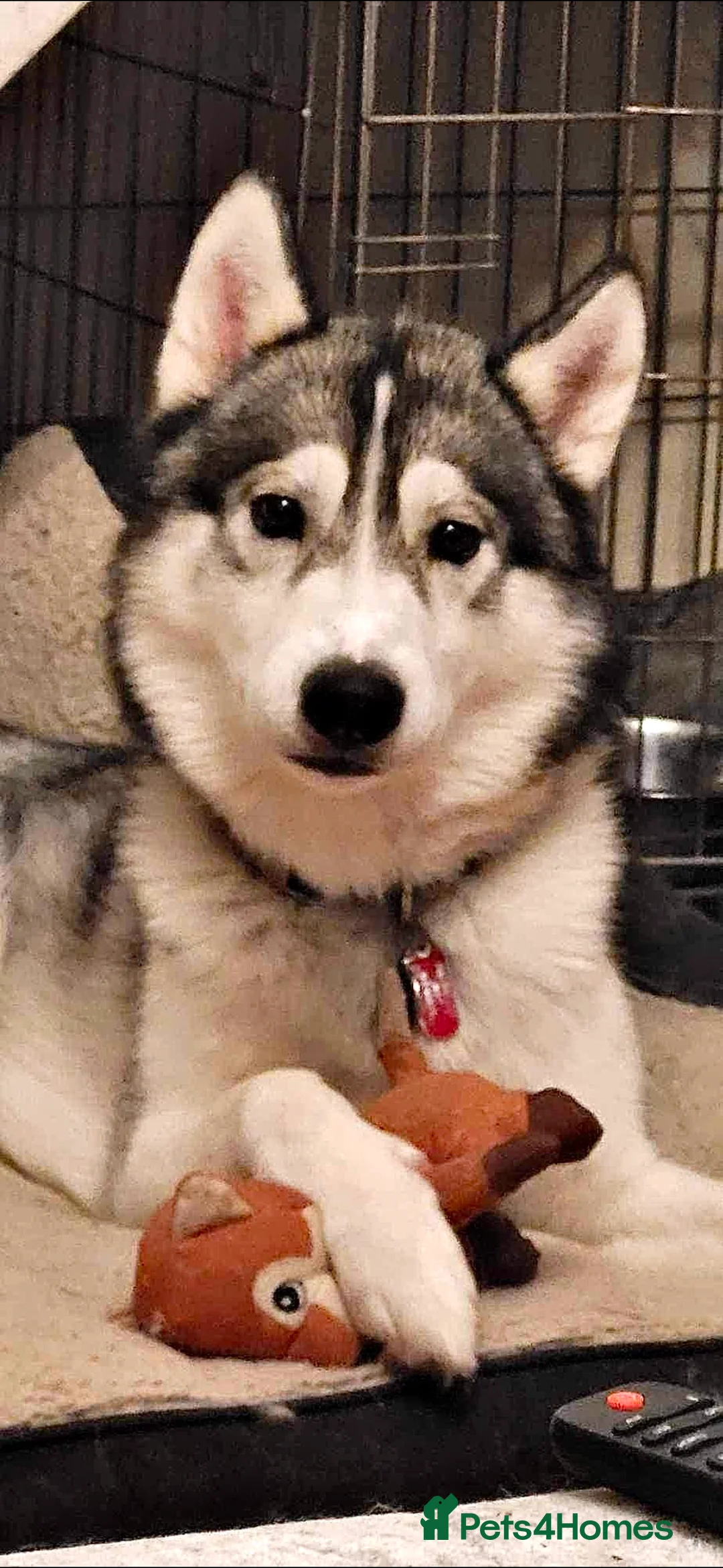 Gallery Image {{count}}