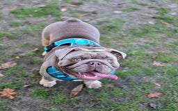 English Bulldog dogs for stud: Lowkey, Pink & Fluffy carrier Proven Stud!  - Image 6