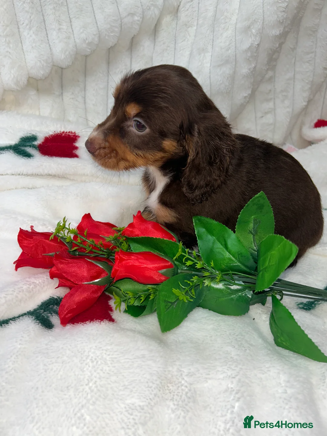 Miniature Dachshund dogs for sale: Miniature dachshund  - Advert 4
