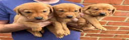 Labrador Retriever dogs for sale: Health Tested Working Labrador Pups - Advert 9