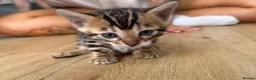 Bengal cats for sale: TICA registered pure bred Bengal kittens - Advert 7
