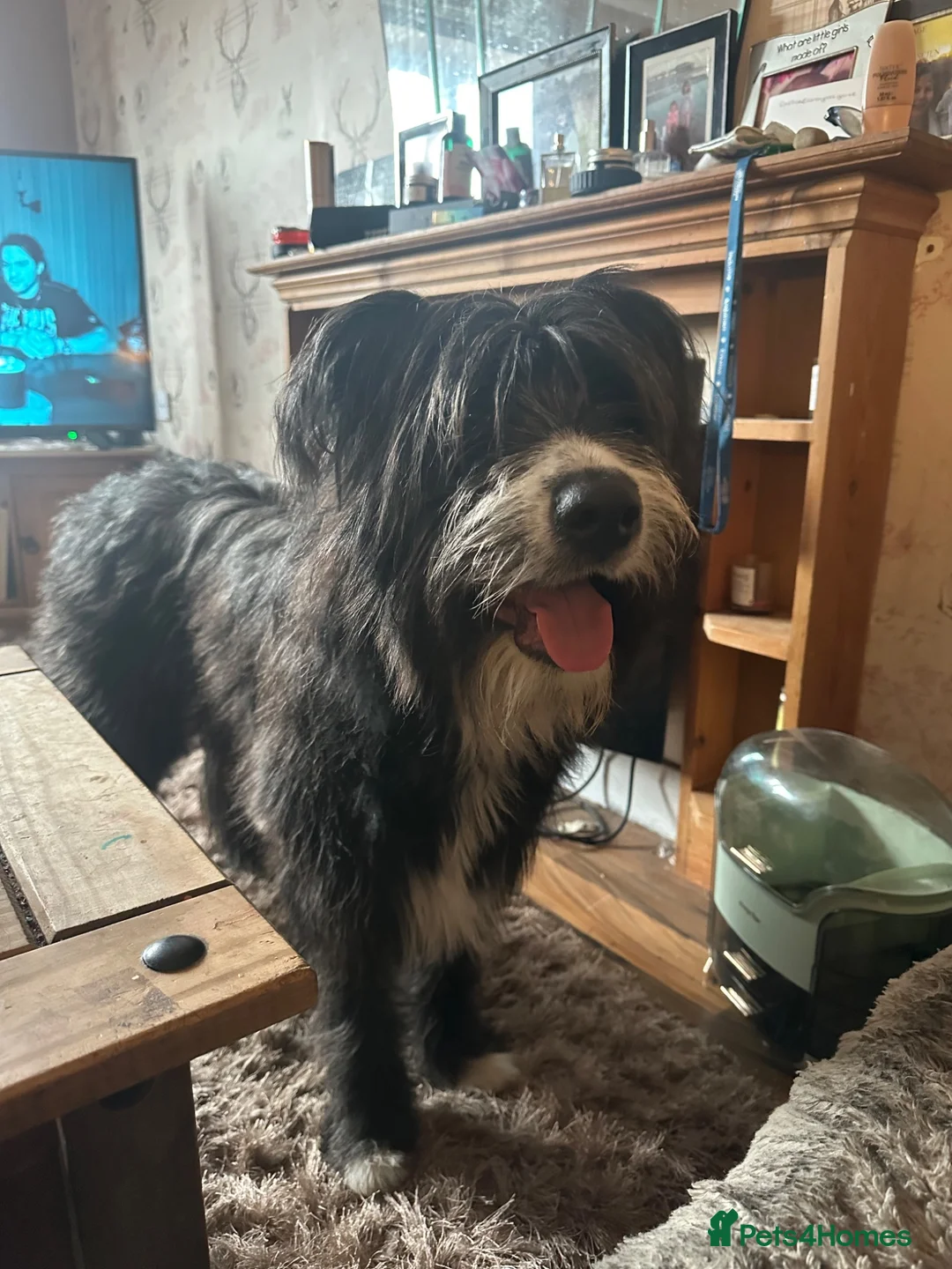 Mixed Breed dogs for sale: Lucifer  - Advert 7