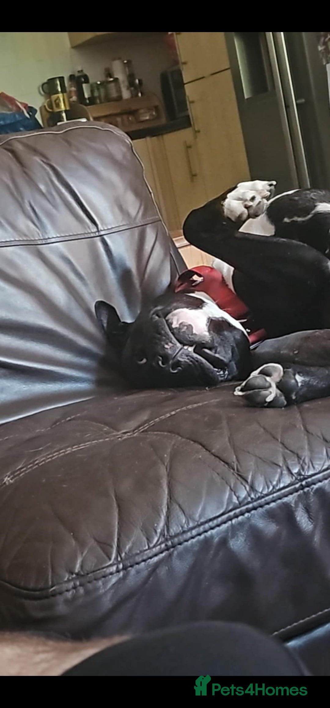 Mixed Breed dogs for stud: Dog for stud. American bully x cane corso - Advert 4