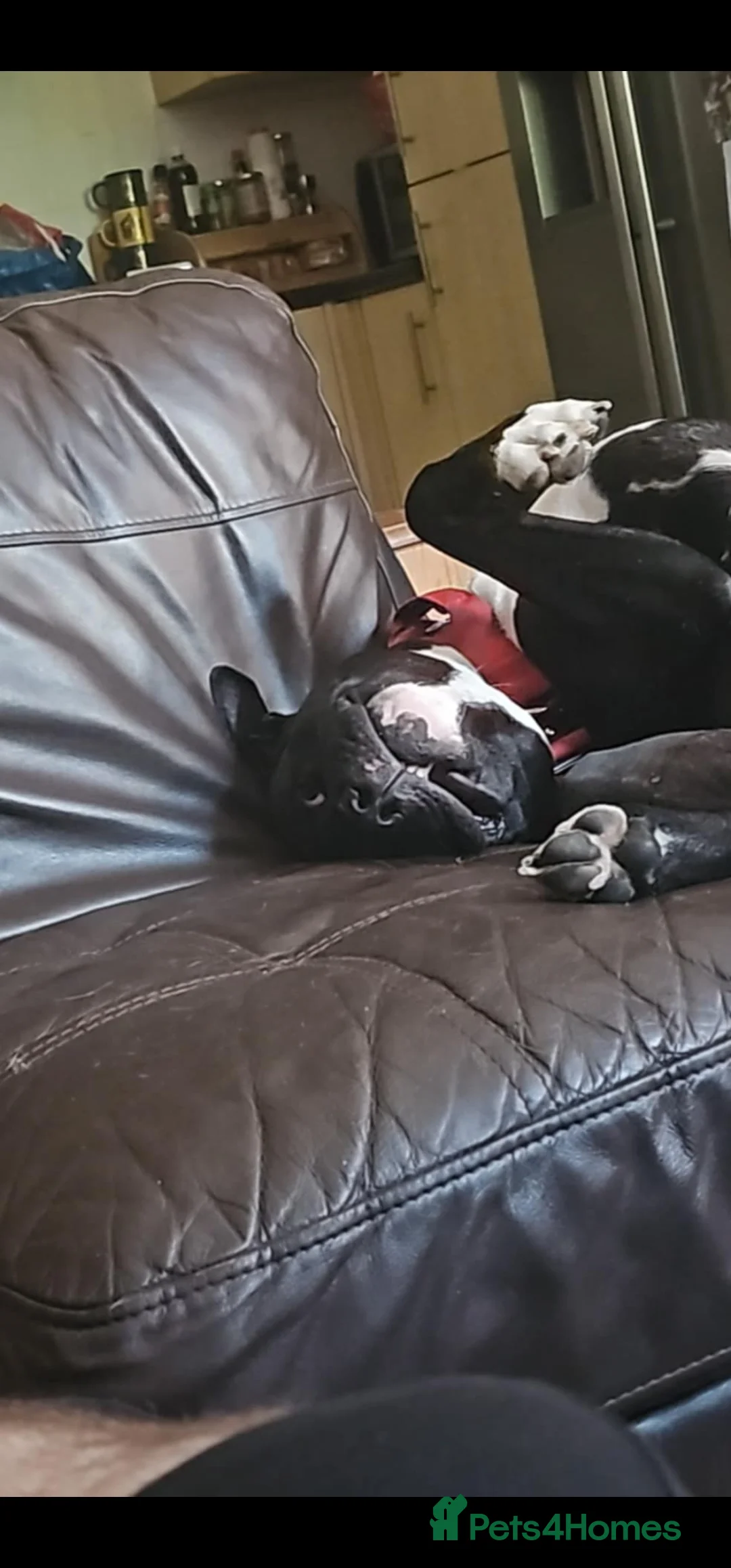 Mixed Breed dogs for stud: Dog for stud. American bully x cane corso - Advert 4