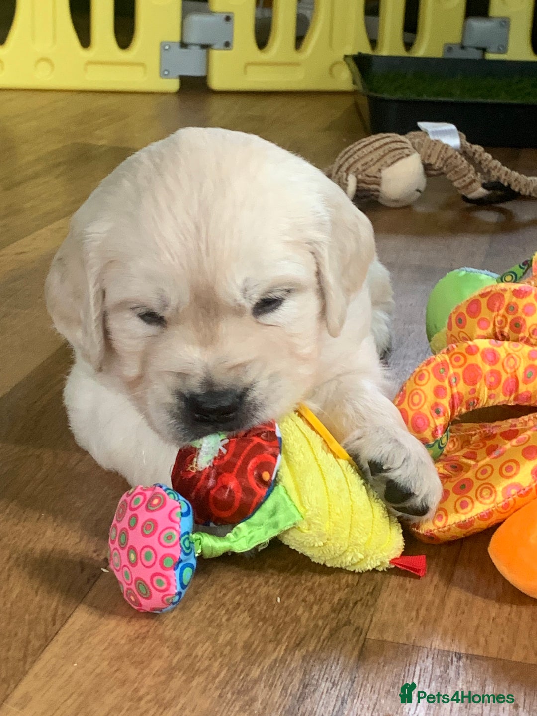 Golden Retriever dogs for sale: Gorgeous KC reg Golden Retriever Puppies - Image 18
