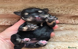 Miniature Schnauzer dogs for sale: Outstanding Miniature Schnauzer Puppies - Image 21