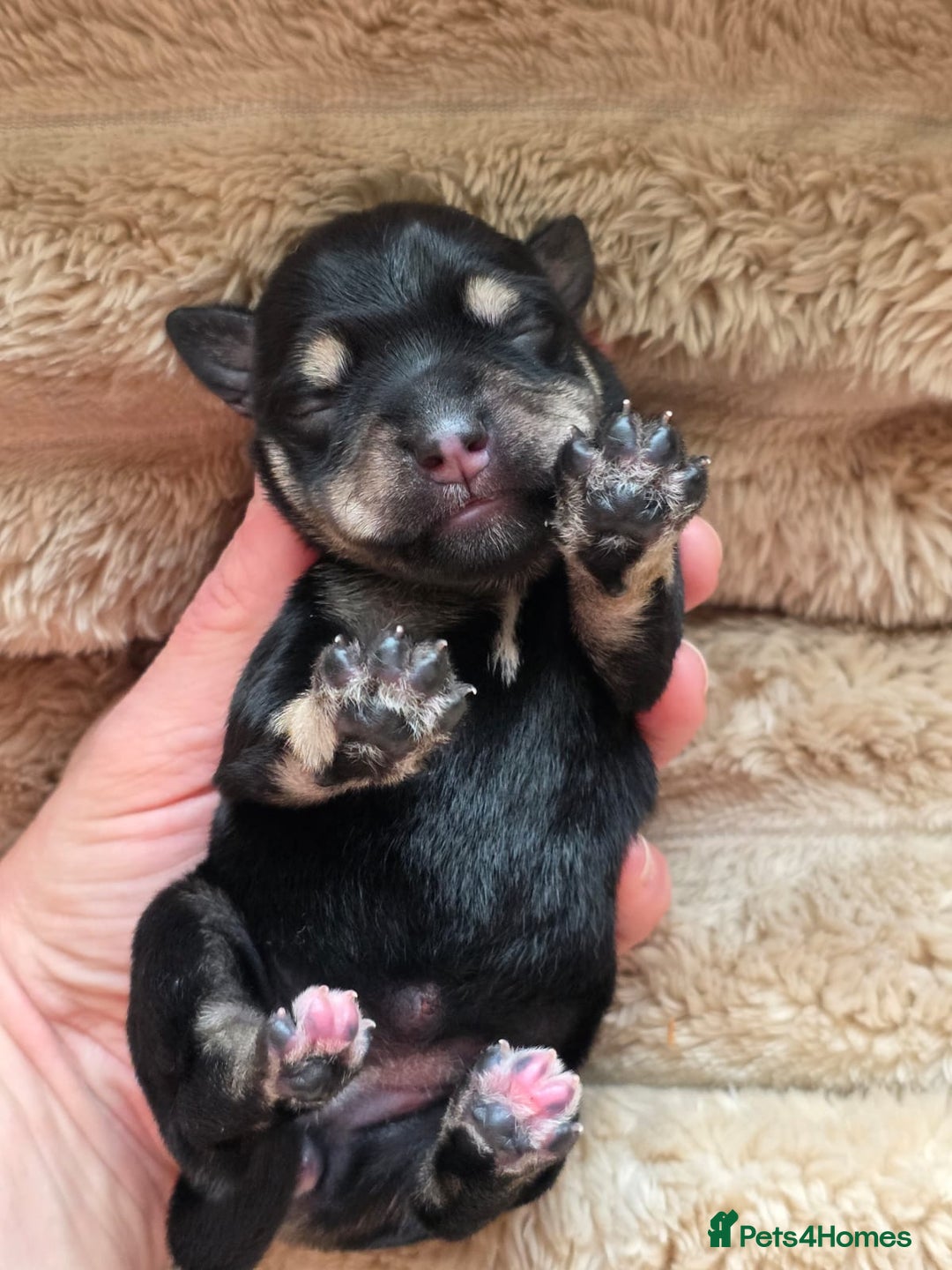 Miniature Schnauzer dogs for sale: Outstanding Miniature Schnauzer Puppies - Image 21