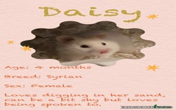 Hamster rodents for sale: Hamsters  - Image 4