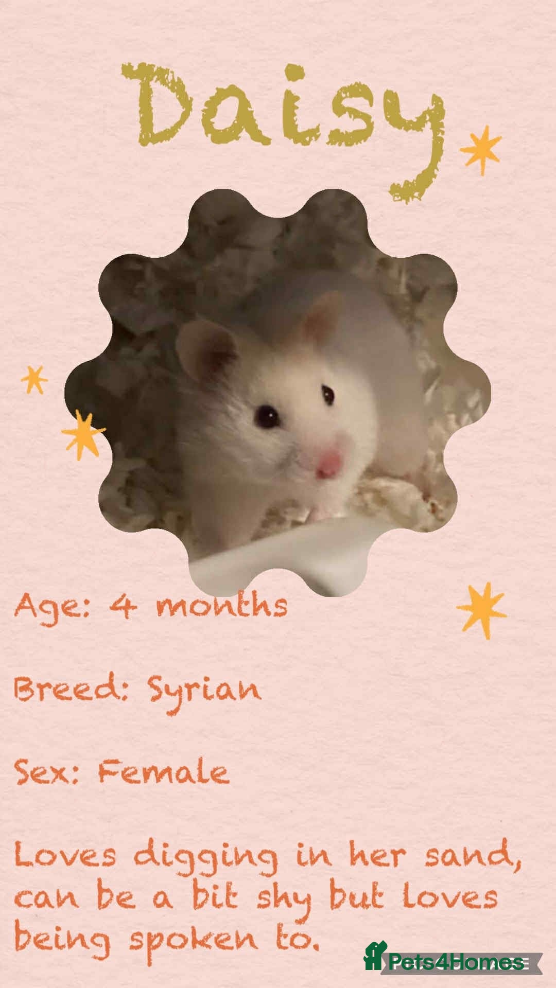 Hamster rodents for sale: Hamsters  - Image 4