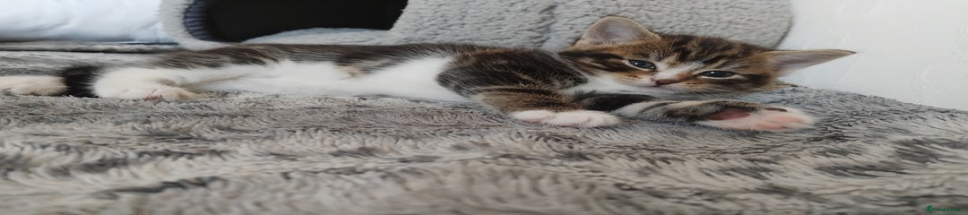 Mixed Breed Kitten 1