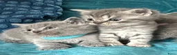 British Shorthair cats for sale: Beautiful British Shorthair 2 Boys and 2 Girls - Advert 5