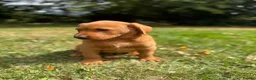 Labrador Retriever dogs for sale: Kc reg ftch Labrador puppies - Advert 15