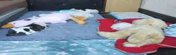 American Bulldog dogs for sale: American bulldog puppies - Advert 4