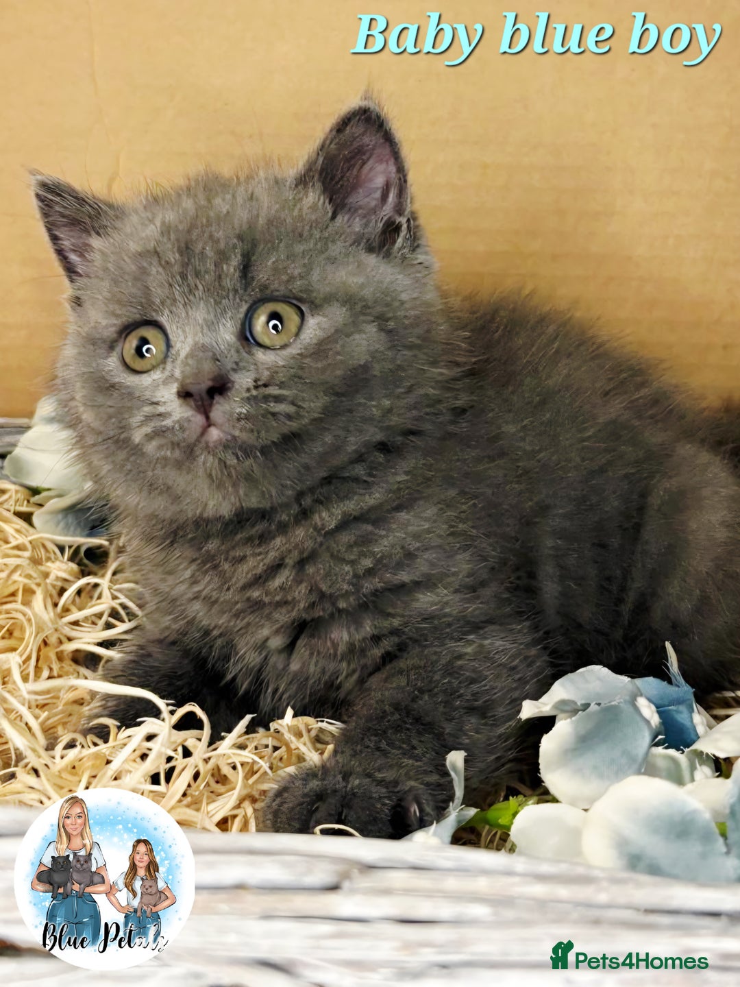 British Shorthair cats for sale: 4 beautiful British short hairs available  - Advert 4