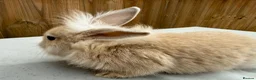 Mixed Breed rabbits for sale: 5 bunnies - Advert 7