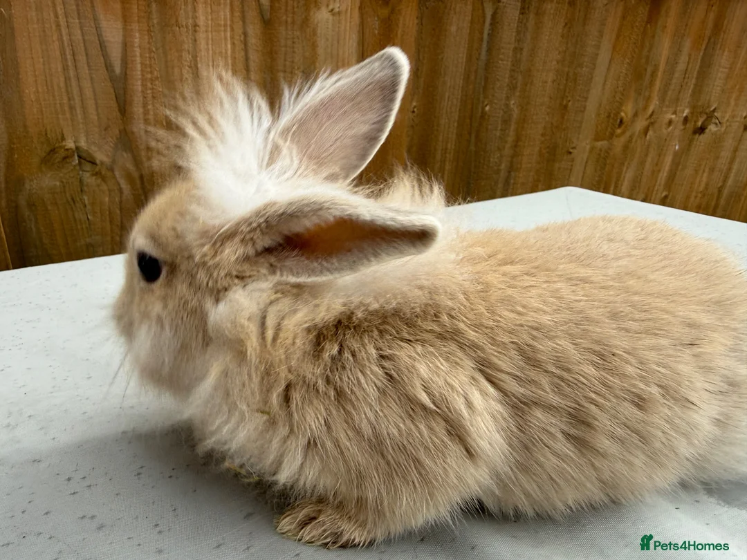 Mixed Breed rabbits for sale: 5 bunnies - Advert 7