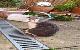 British Shorthair cats for sale: Bluebell is looking for a forever home - Image 9