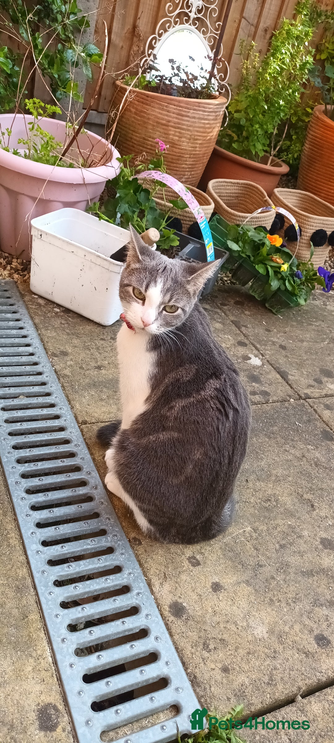 British Shorthair cats for sale: Bluebell is looking for a forever home - Image 9