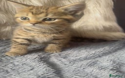 Mixed Breed cats for sale: Beautiful kittens in Leicester - Image 13