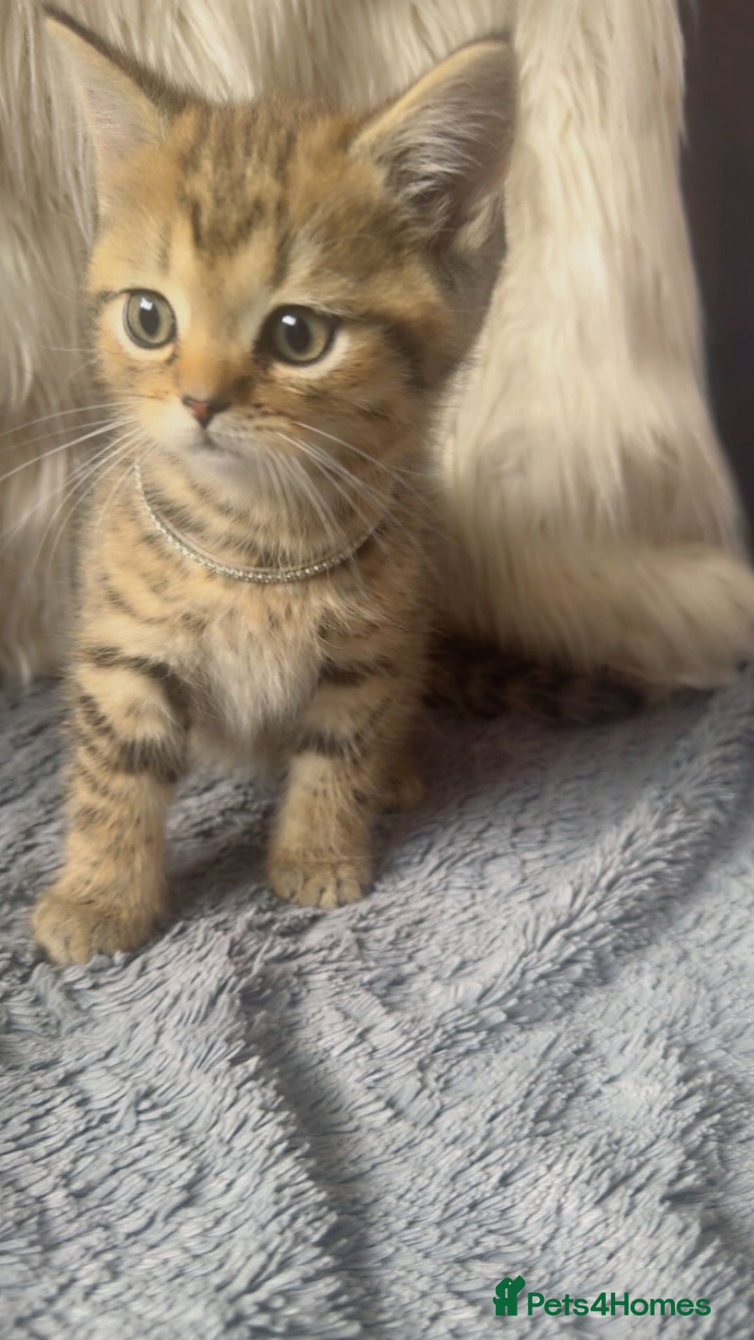 Mixed Breed cats for sale: Beautiful kittens in Leicester - Image 13