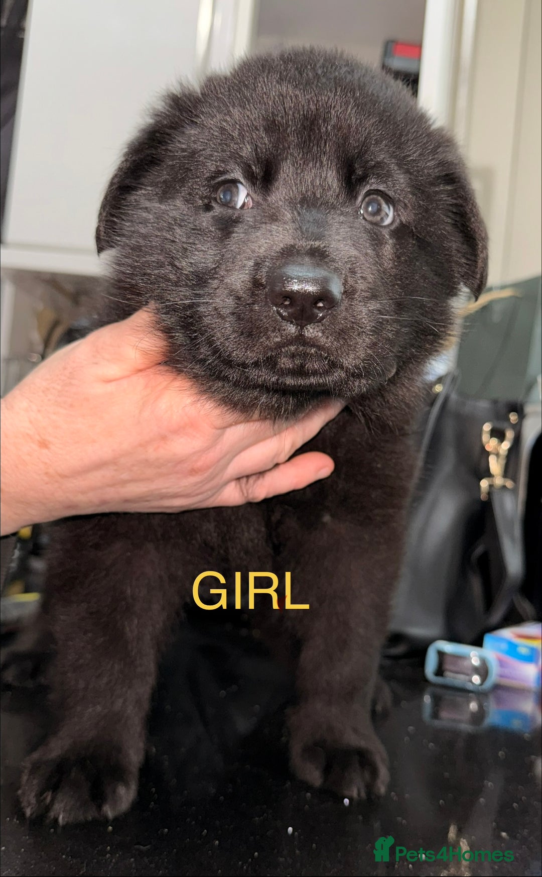 German Shepherd dogs for sale: Stunning German shepherds  - Advert 3