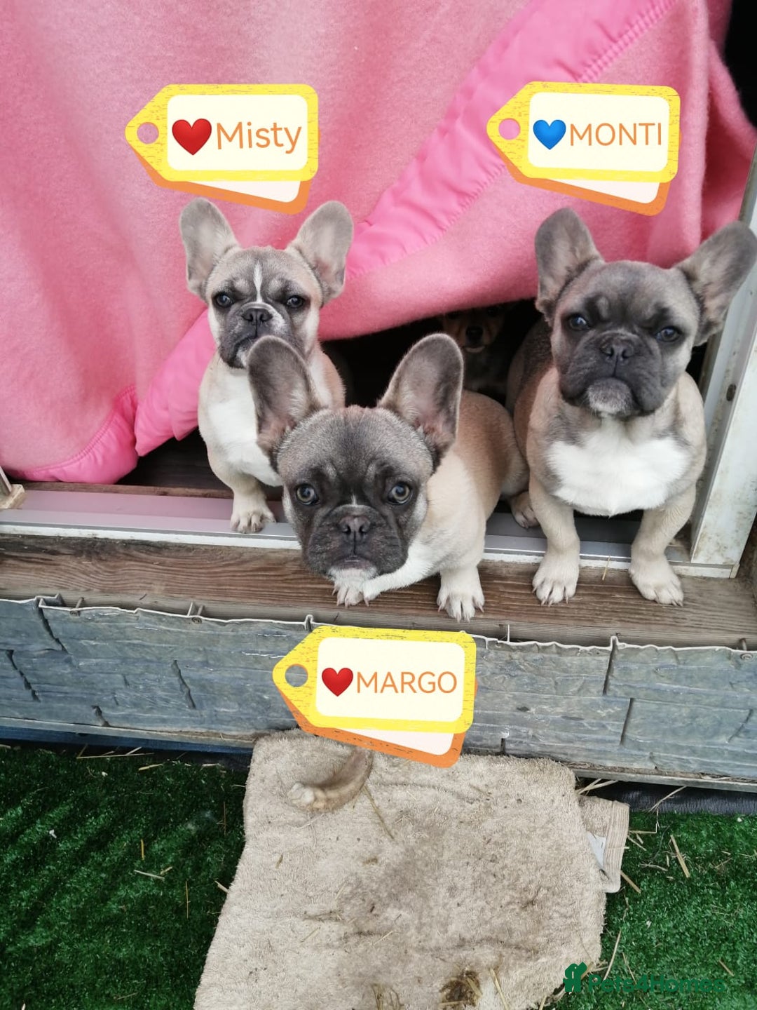 French Bulldog dogs for adoption: 💓🐶 MARGO, MISTY & MONTI💙 - Image 2