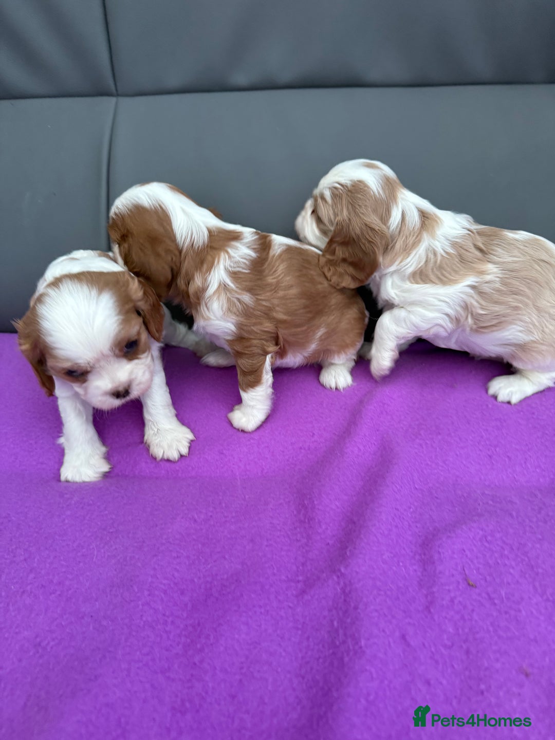 Cavalier King Charles Spaniel dogs for sale: Adorable Cavalier King Charles Spaniel  - Advert 9