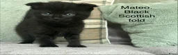 Scottish Fold cats for sale: Scottish folds and straights in Doncaster - Advert 10