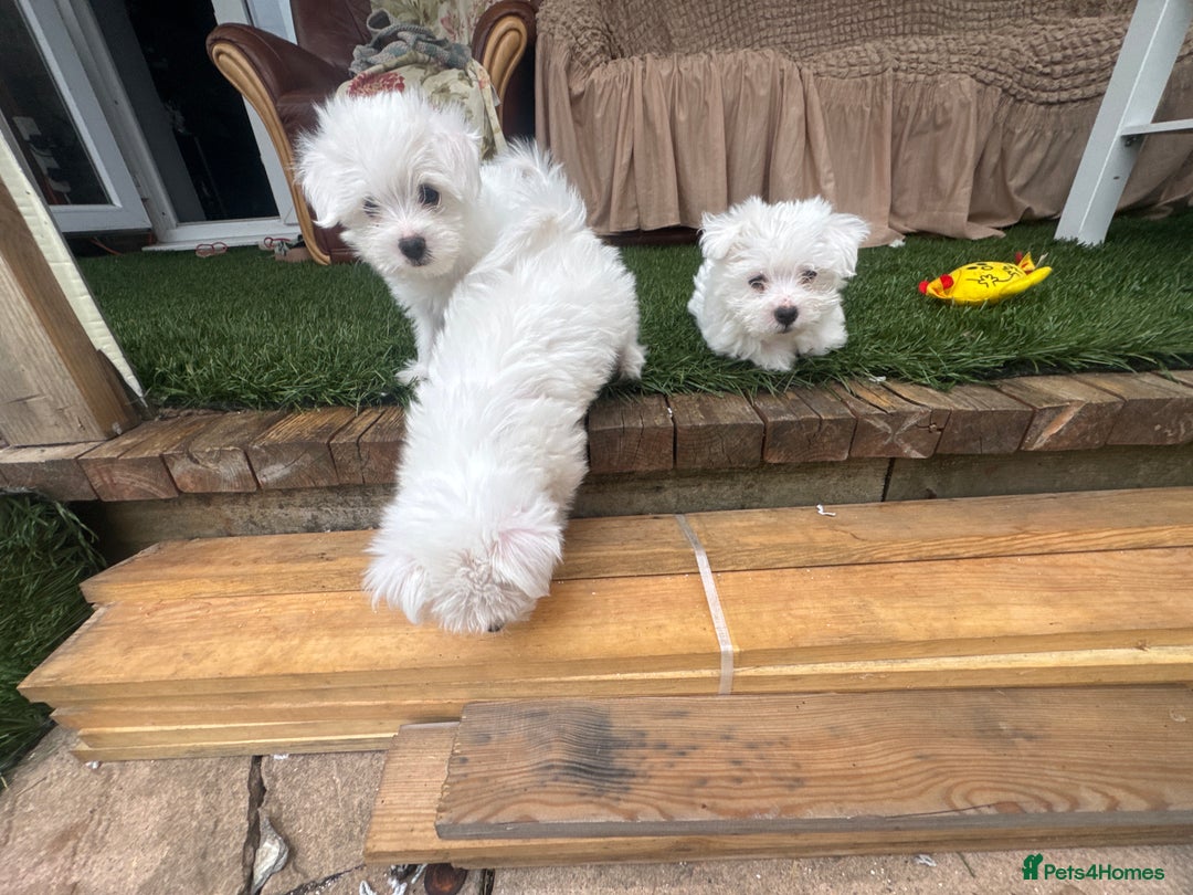 Bichon Frise dogs for sale: Adorable Pure Bichon Frise Puppy Now in London - Image 9