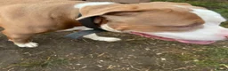 Mixed Breed dogs for sale: FREE URGENT APPEAL  - Advert 4
