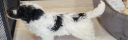 Yorkiepoo dogs for sale: Yorkiepoos 2 Stunning Boys  from Licensed Breeder  - Advert 3