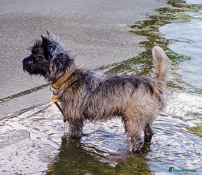 Cairn Terrier dogs Champion bloodline, KC registered Cairn. - Advert 2