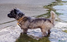 Cairn Terrier dogs for stud: Champion bloodline, KC registered Cairn for stud. in Hope Valley - Image 4