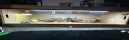 Bearded Dragon reptiles for sale: Blaze 🌹 - Advert 5