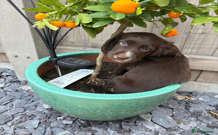 Cocker Spaniel dogs - Advert 11