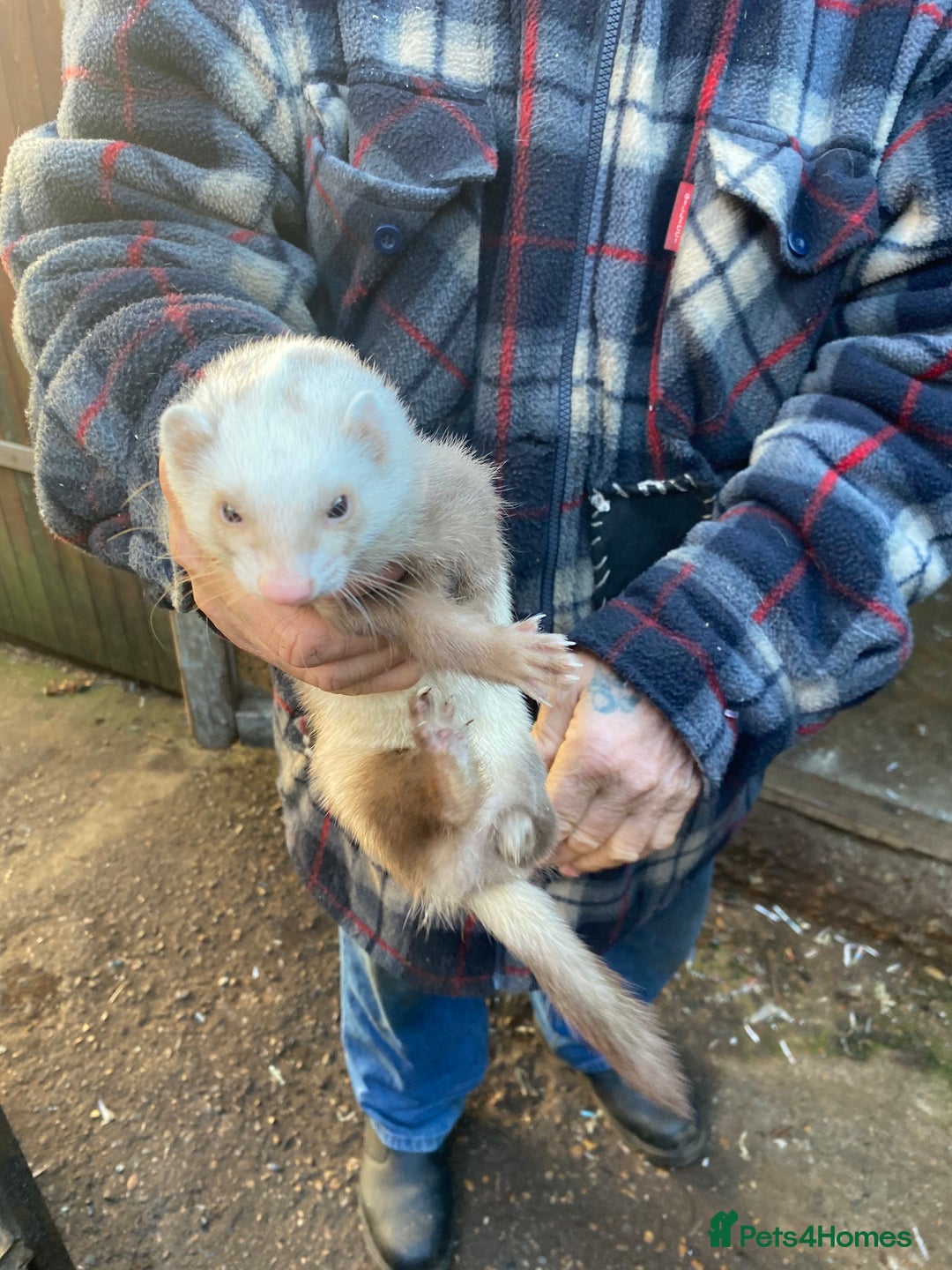 Ferret rodents for sale: Ferrets for sale  - Image 2