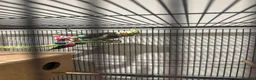 Cockatiels birds for sale: Female cockatiel  in Beckenham - Advert 1