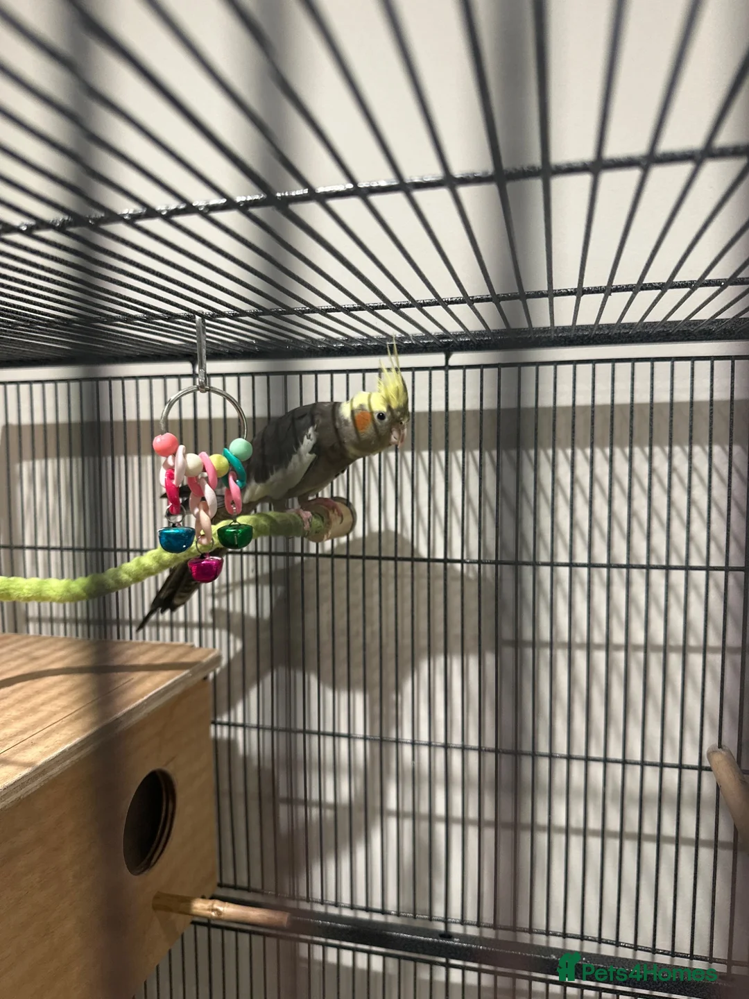 Cockatiels birds for sale: Female cockatiel  in Beckenham - Advert 1