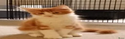 Maine Coon cats for sale: Stunning Maine Coon Kittens - Advert 20