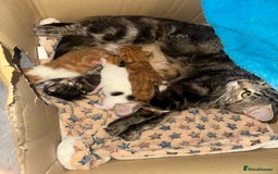 Norwegian Forest Cat cats for sale: Kittens for sale  - Image 8